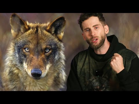 SALVEMOS EL LOBO: Corrupción, mentiras y codicia