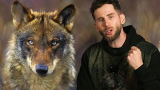 SALVEMOS EL LOBO: Corrupción, mentiras y codicia