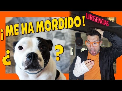 UN PERRO ME MUERDE 🐶🤕 | ¿Qué hacer? 📝 | Adiestramiento Canino 🐾