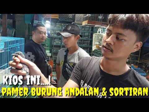 KIOS KHUSUS BURUNG2 GACORAN, RAWATAN DAN SORTIRAN JANTAN PLUS PILIHAN TERBAIK