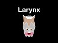 Exploring Larynx Anatomy Through Song