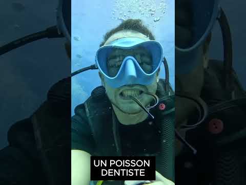 LE POISSON DENTISTE