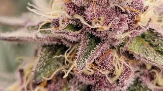 Kali weed