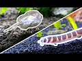 Oddball Nano Fish Characteristics and Care