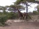 Giraffes Neck It Out And Fight...Awkwardly!