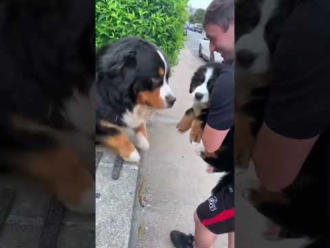 "If I give him a puppy, he won't feel so lonely anymore."#dog#dogs #pet #teenagedog#zoomies