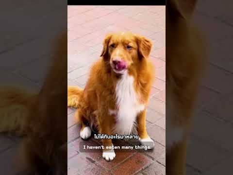 ทำไมถึงทำแบบนี้กันแน่?#animals