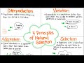 Exploring the 4 Principles of Natural Selection