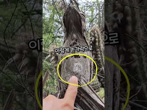 숨은 아기 새를 찾아보아요~