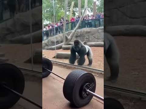 Strong Man Challenges a Gorilla in a Strength Test! 🦍💪