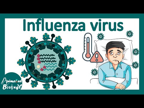 Influenza virus | Influenza pathology, infection, diagnosis and treatment | USMLE step 1