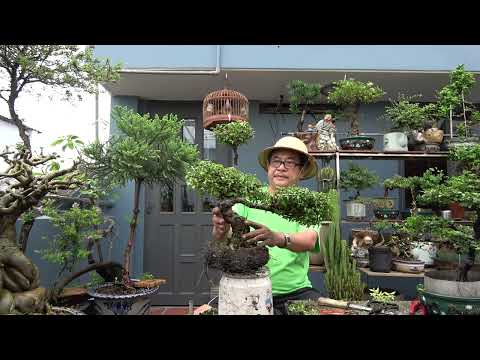 CHƠI BONSAI DÁNG THÚ CÓ SẾN KHÔNG TA ?