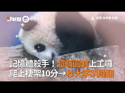 貓熊寶寶「圓寶」第一天上班！　每個動作都賣萌超殺記憶體｜臺北市立動物園｜Panda｜圓圓 - YouTube