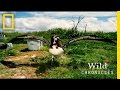Environmental Impact of Plastic on Wildlife