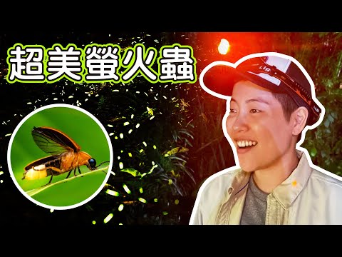 跟著擾西去找螢火蟲！還有蝴蝶 巨大蜂 鞭蠍 超美青蛙 像外星生物的渦蟲 各種台灣春天的小動物們 - YouTube
