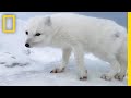 Arctic Fox Adaptations and Behavior