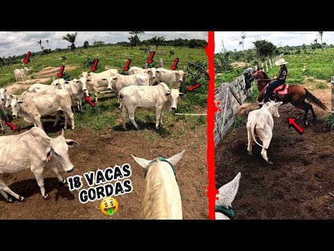 SEPARAMOS 1 CARRETA DE VACAS GORDAS PARA VENDER, EM SERA QUE VAMOS INVESTIR?