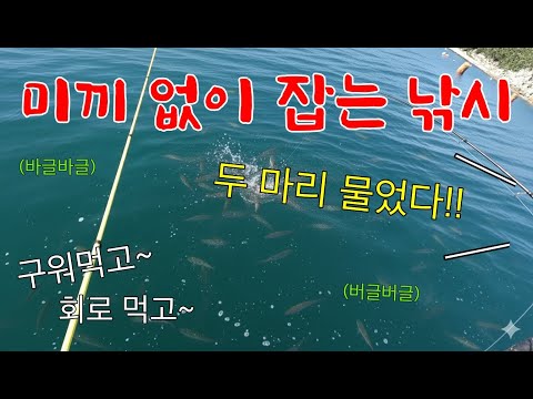 미끼 없이 그냥 기다리면 잡힌다고?!! 지금 가장 맛있다는 돼지 물고기! 기름이 좔좔 흐르네요