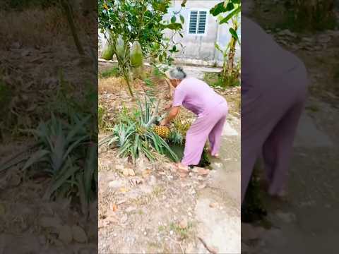 Nenek-nenek panen buah nanas di halaman rumah