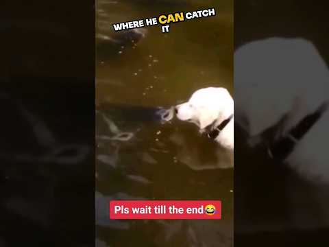 ⚠️ Dog's clever method to fish ?