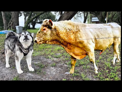 Giant Malamute Challenges Giant Bull While Husky Kisses Cows Nose
