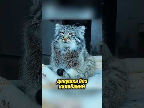 Сначала он был диким, но потом подружился с девушкой 😱☺️ #животные #милыеживотные