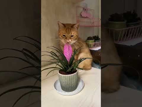 cat core ๐ญ๐คฃ #funnyvideo #funny #laugher #familyhumor #memes #pets #cat #love