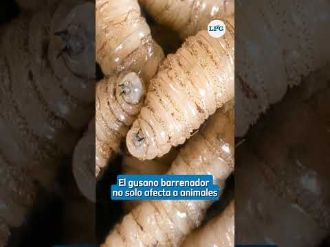 #ElSalvador entre países de Centroamérica con más casos de barrenador | #shorts