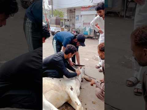 Jin hatho sa khilaya usi hatho sa qurban kardiya??#viralvideo #bakraeidlover #qurbani2k24 #shorts