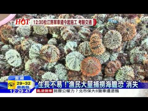 20160510中天新聞　澎湖「海膽」恐滅跡　價格飆五倍 - YouTube(1分32秒)