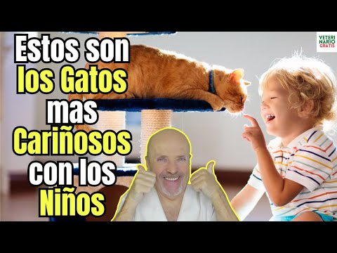 💝 ESTAS SON LAS RAZAS DE GATOS MAS CARIÑOSAS CON LOS NIÑOS 💝