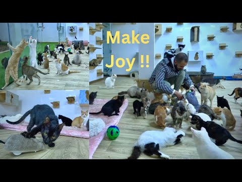 When the Man brought toys to the cat shelter, he changed the atmosphere completely.