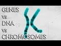 Exploring Genes, DNA, and Chromosomes