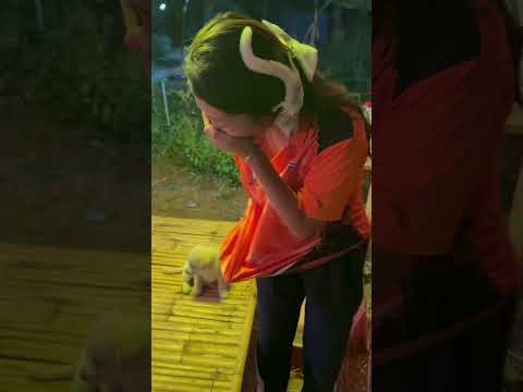 ดราก้อนชอบทำแบบนี้ #cute #pets #funny #comedy