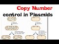RNA Replication and Interference Mechanisms