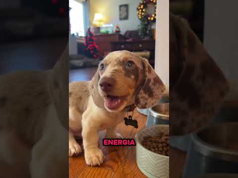 NINGUÉM NUNCA TE CONTOU ISSO SOBRE SEU CACHORRO !! #cães #pets #cachorro #cachorros #animais
