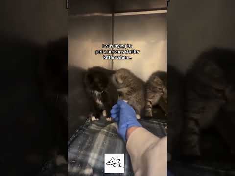 Cat Bro ๐ #shorts #meow #kitten #cats #funnycat #cat #viral #cutecat #kitty #animal #