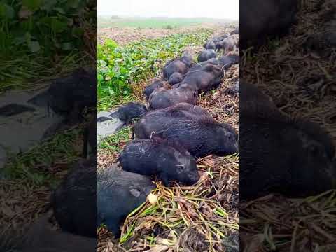 unbelievable pigs battle #shorts