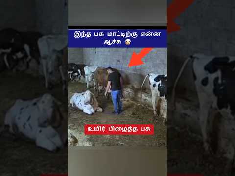 இந்த பசு மாட்டிற்கு என்ன ஆச்சு?😱 #shorts #cow #animals
