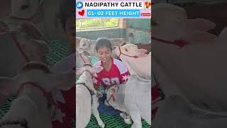 The Cutest "Moo" You’ll Hear Today 🐮 “Pet Cows” Reactions 😱 So Wholesome! #pet #cow #cute #wow #lol