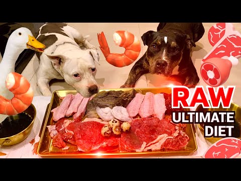 🐶🐶Pit Bulls ULTIMATE RAW Diet [ASMR] MUKBANG 犬が生の肉を食べる[咀嚼音] EP.09 of 2025 #ultimaterawdiet