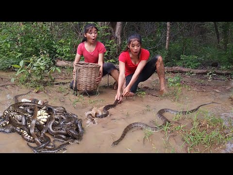 A lot snake in the rainforest, Catch snake for survival food - Snake soup spicy Eating delicious