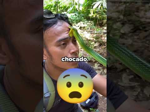 A maneira como o cara resolve a situação no final vai te deixar chocado 🤯🐍#curiosidades #animal