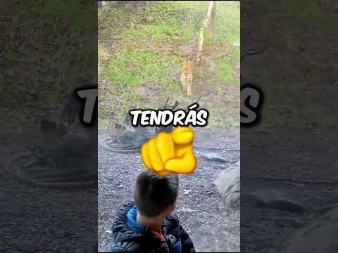 ¡El tigre es peligroso!😟