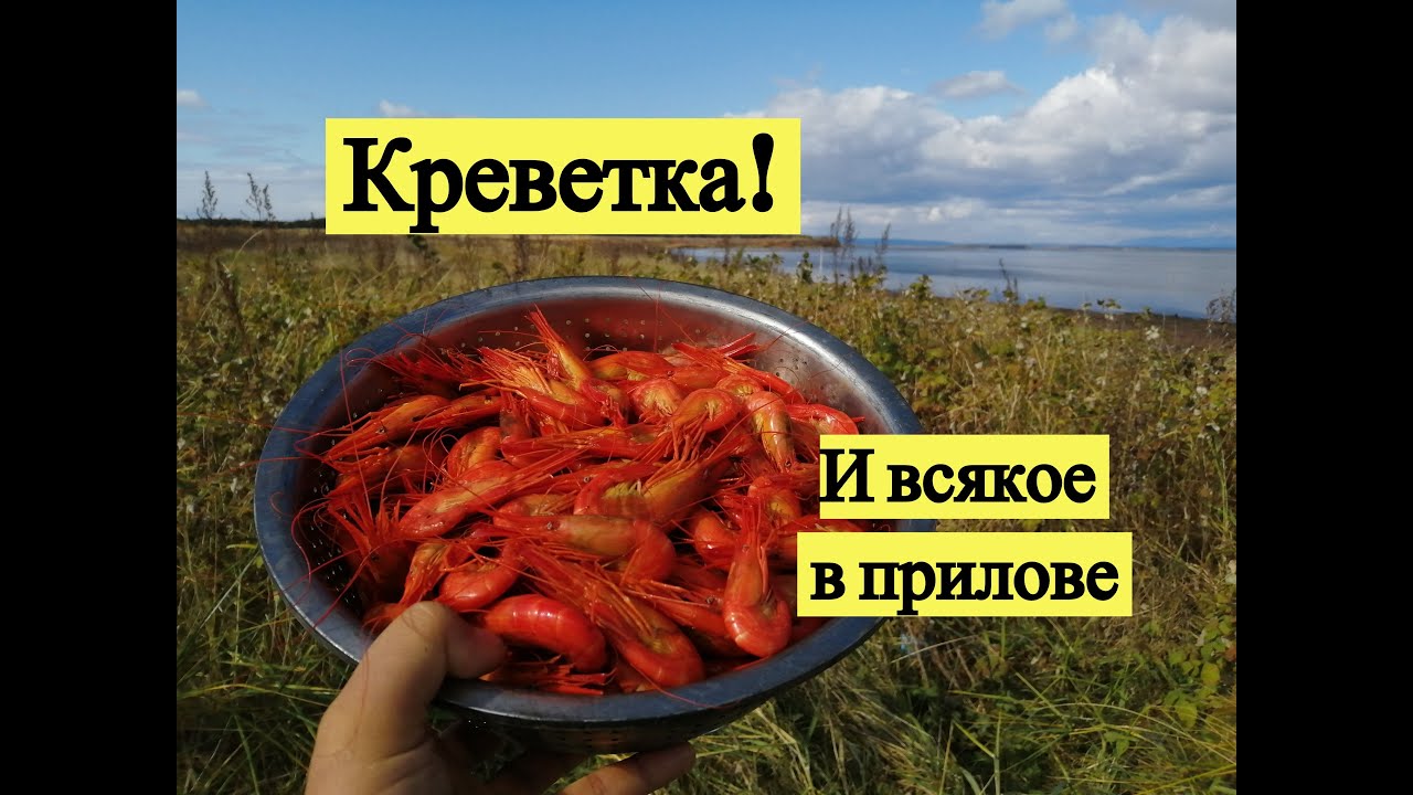 Креветка И всякое в прилове - Saltwater shrimps at Sakhalin Island