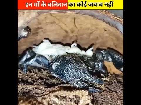 ऐसी माँ जीव जो अपने बच्चे के लिए खुद का बलिदान दे देती है |Abhishek Facts| #shorts #ytshorts #short