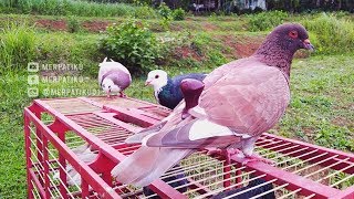 Burung Merpati Videos Kansas City Comic Con