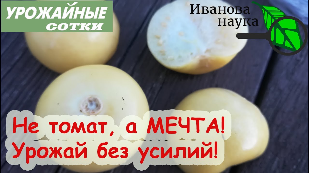 Самый завидный сорт! Ничем не болеет, вредителей не боится! Урожай бешеный и сеется сам!