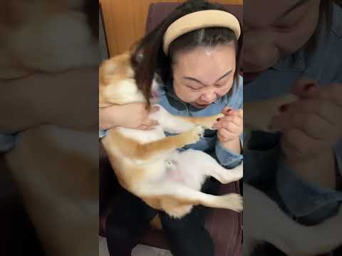 The dog that pretends to bite you. #dogs #dog #funnydogs #fyp #foryou #pet #pets #us