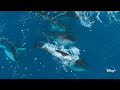 Whale Population and Environmental Impact